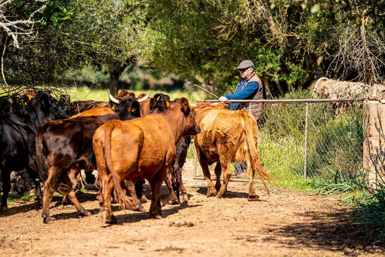 Finca Agroturismo Son Menut Феланич Испания