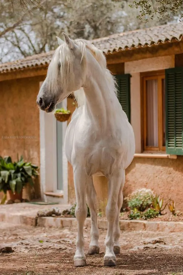 Летний дом Finca Agroturismo Son Menut Феланич